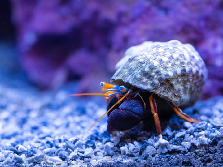 Acuario de Gnova